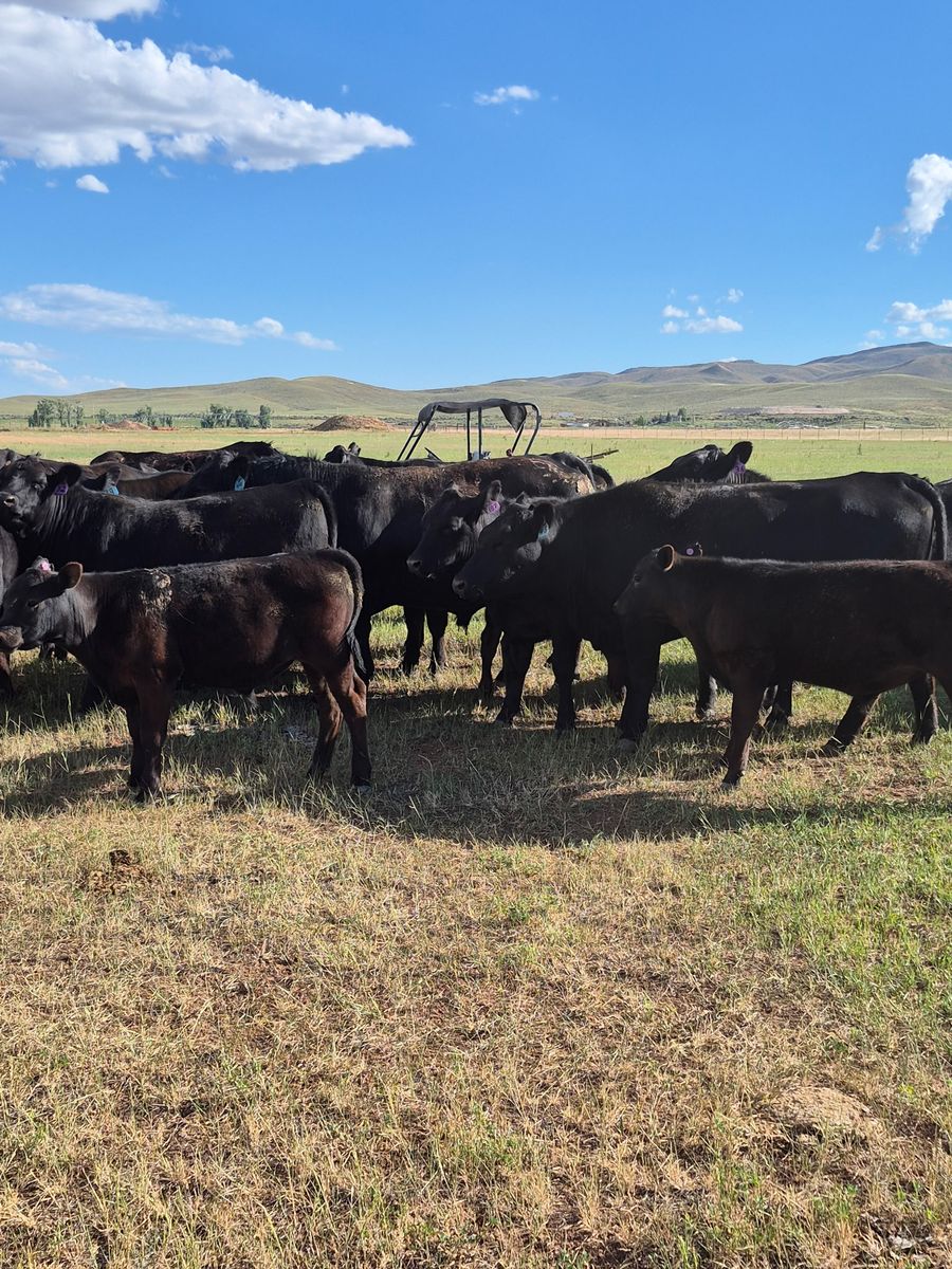 Cattle for sale