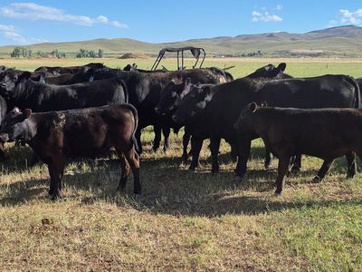 Cattle for sale
