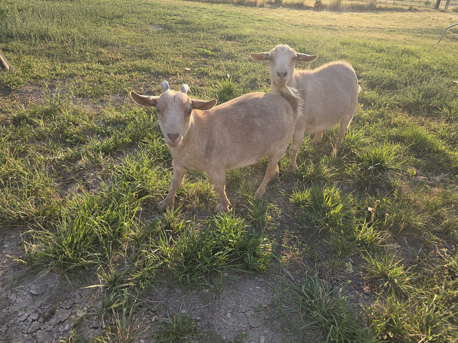 Pair of Kinder Goats