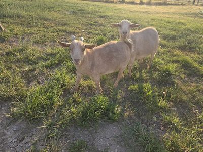 Pair of Kinder Goats