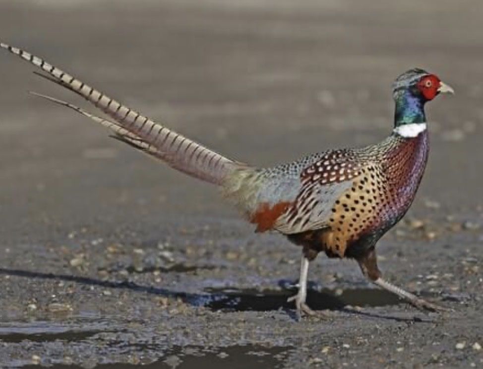 Ring neck pheasants