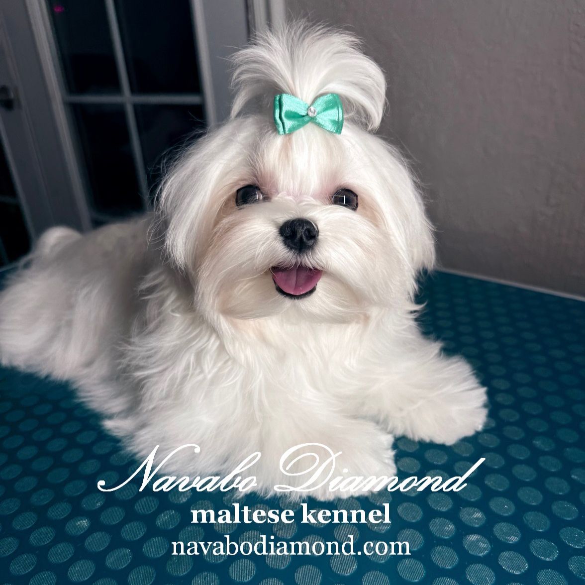 Maltese Puppy Boy Harley.