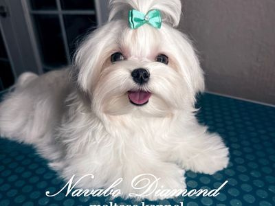 Maltese Puppy Boy Harley.