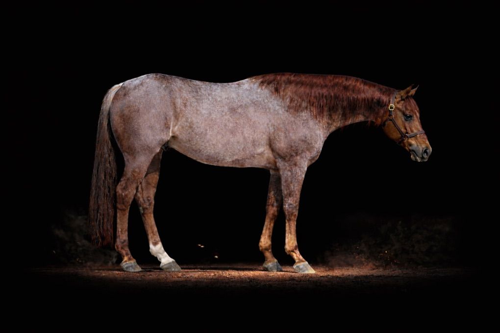 Son Of Metallic Cat (Metallic Cat X Peptoboonsmal)