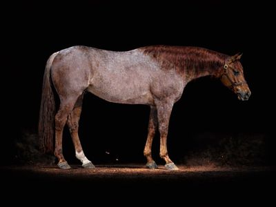 Son Of Metallic Cat (Metallic Cat X Peptoboonsmal)