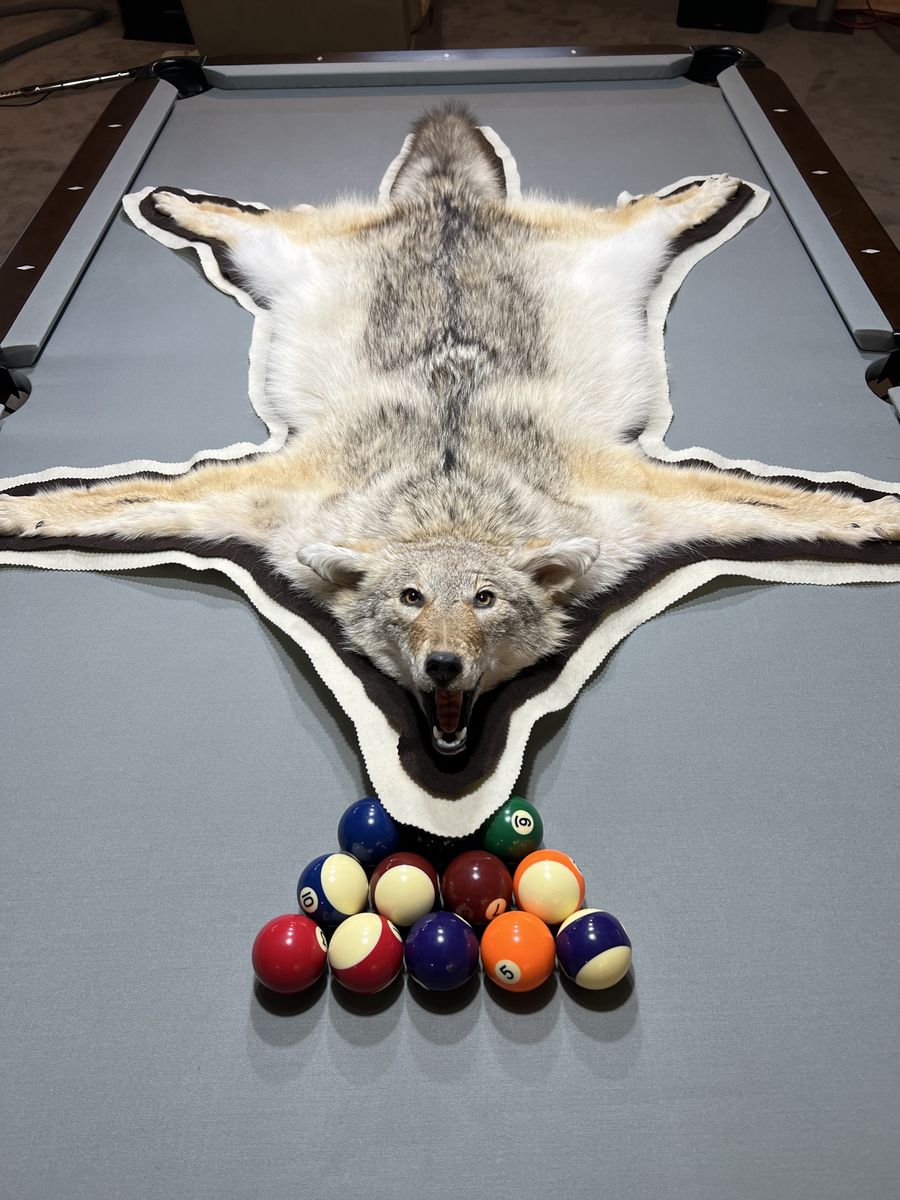 Beautiful coyote rug mount