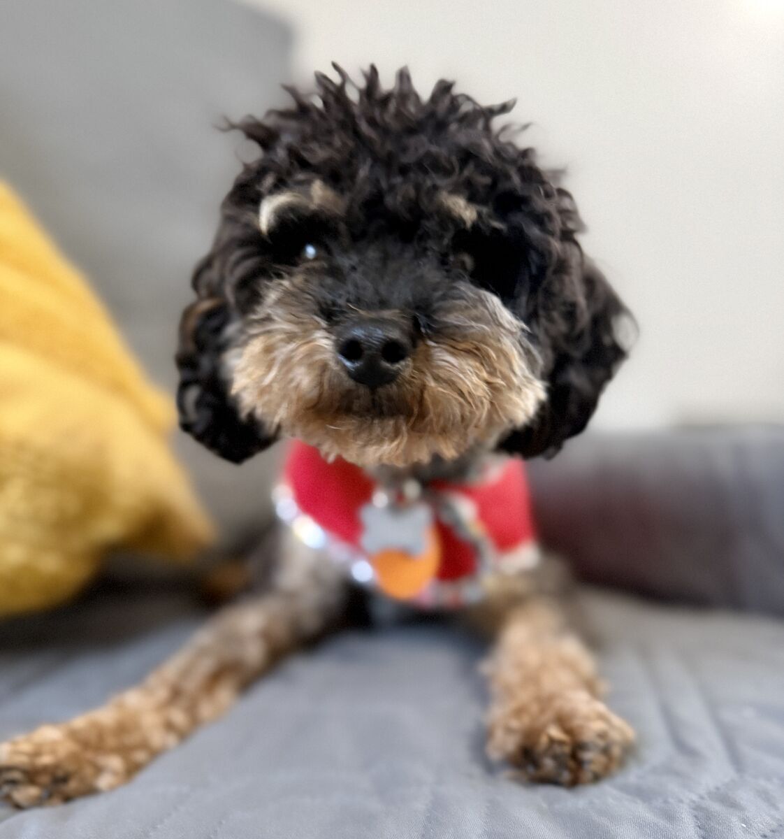 5lb Toy Poodle Boy 1 year
