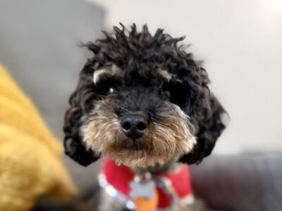 5lb Toy Poodle Boy 1 year
