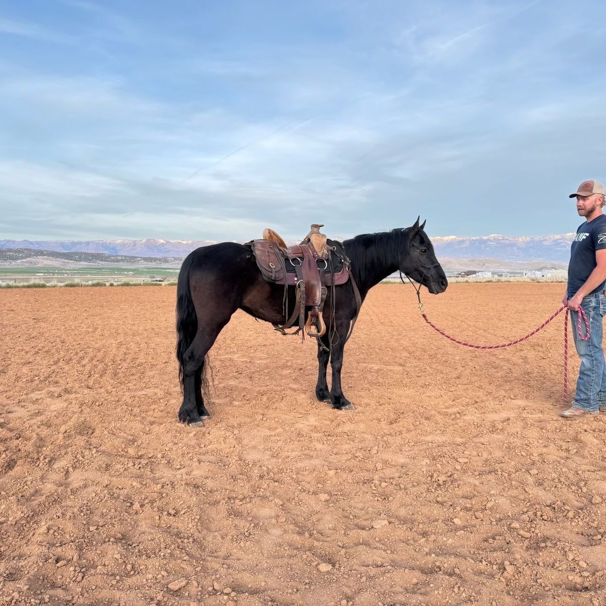 Cute ranch pony