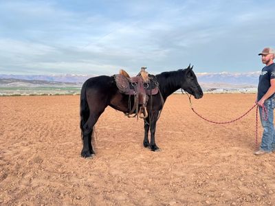 Cute ranch pony