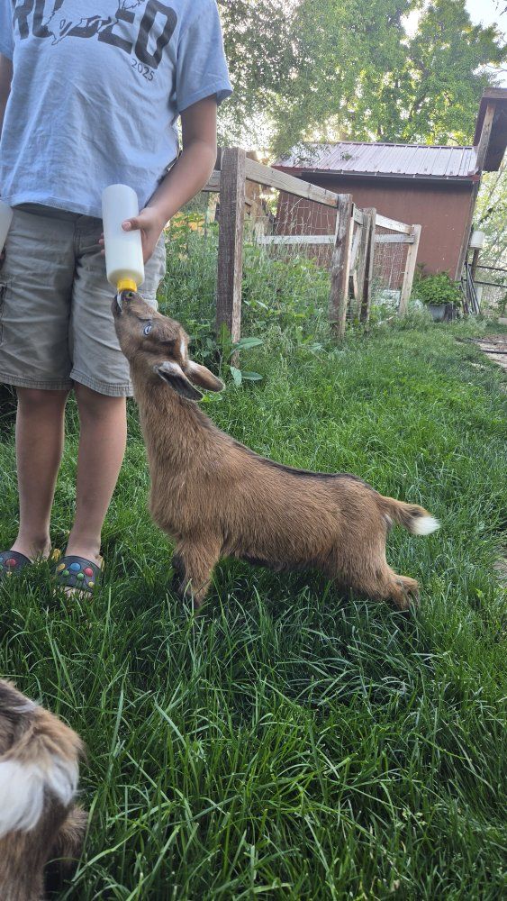 polled blue eyed nigerian doe bottle fed