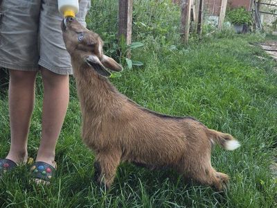 polled blue eyed nigerian doe bottle fed