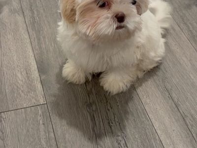 LAST PUP! Special price if bought TODAY! Shih Tzu puppies | Hypoallergenic Mini
