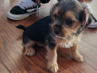 Yorkie/Maltese Mixed Breed Puppies