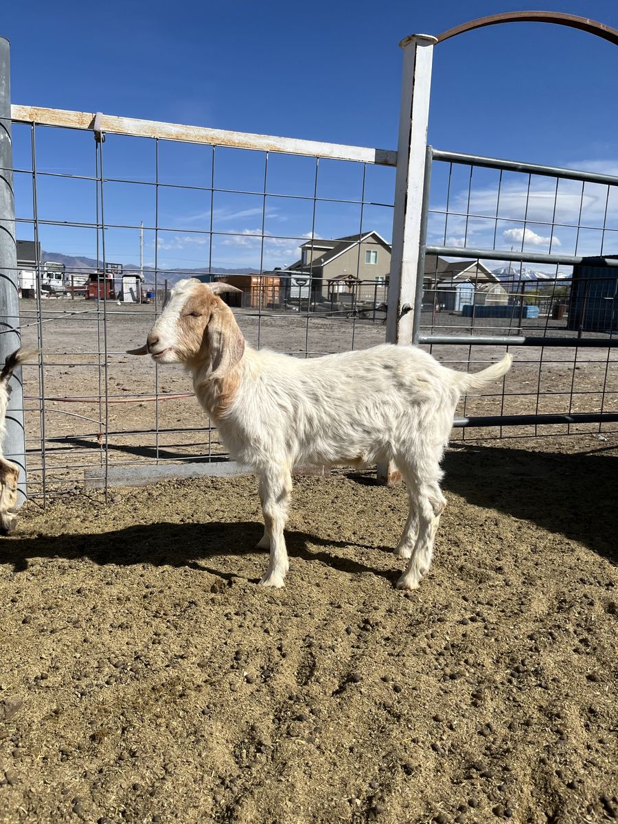Nubian Boar Mix For Sale