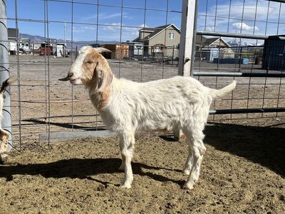 Nubian Boar Mix For Sale