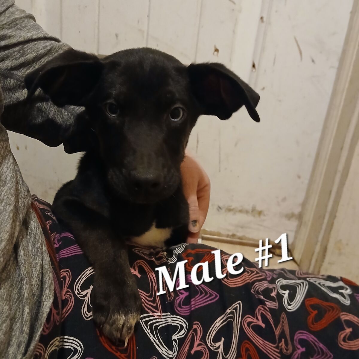 Catahoula Husky Puppies