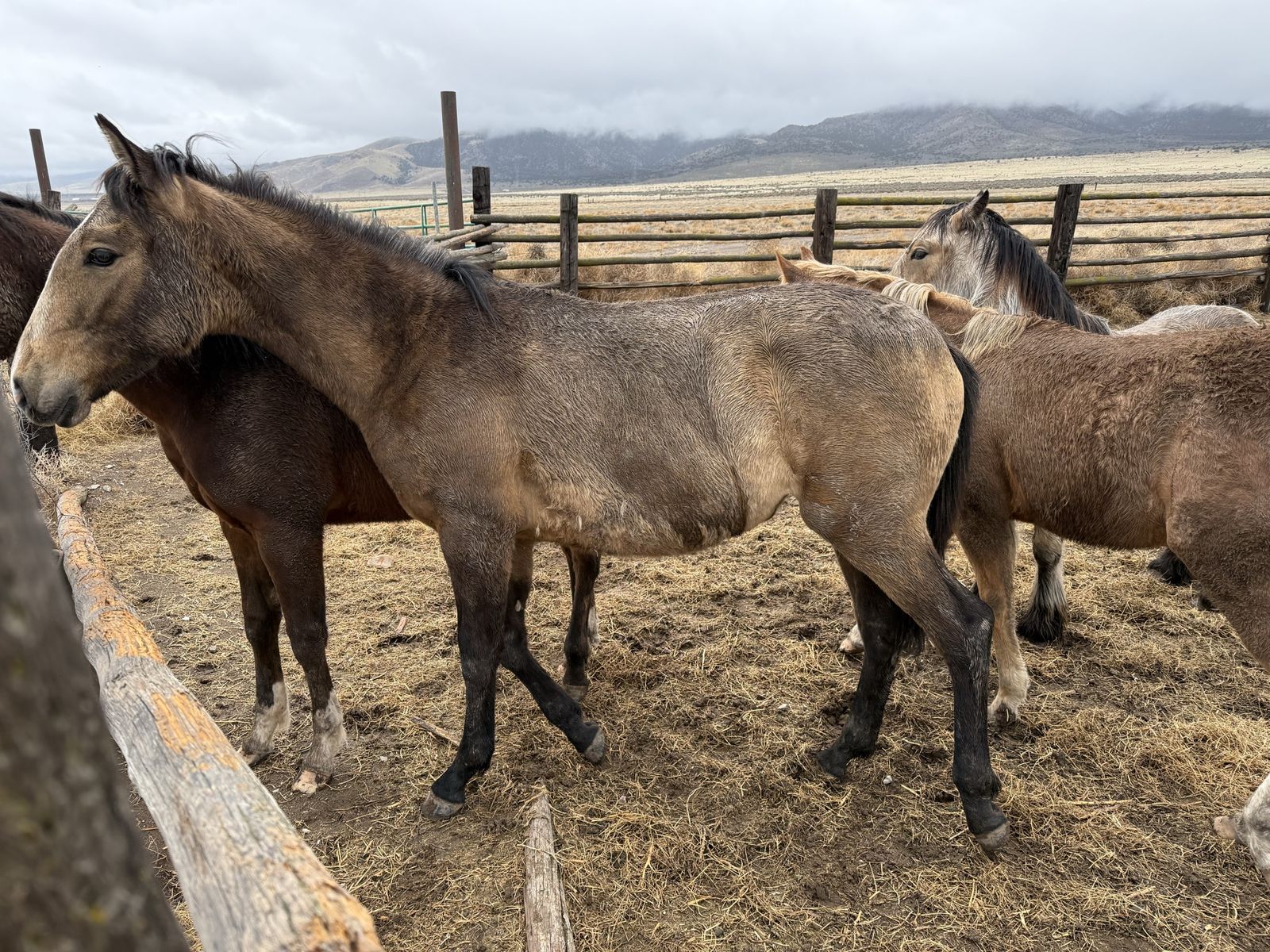 Azteca Buckskin Fillie