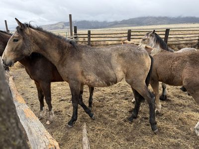 Azteca Buckskin Fillie
