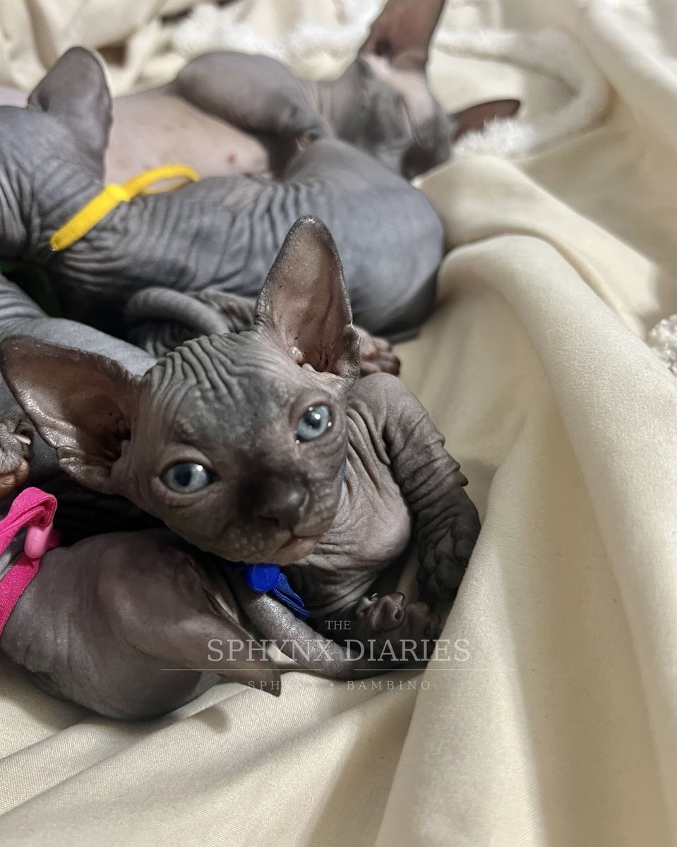  Beautiful Sphynx & Bambino Kittens 