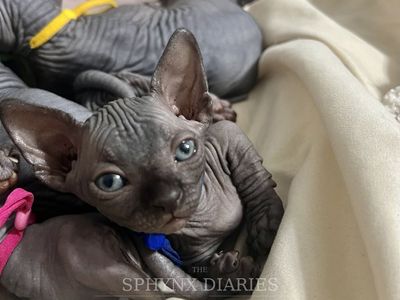 Beautiful Sphynx & Bambino Kittens