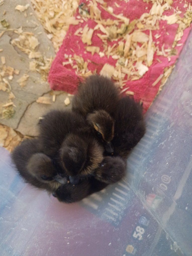 Swedish ducklings