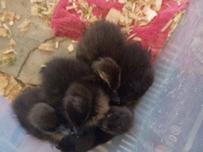 Swedish ducklings