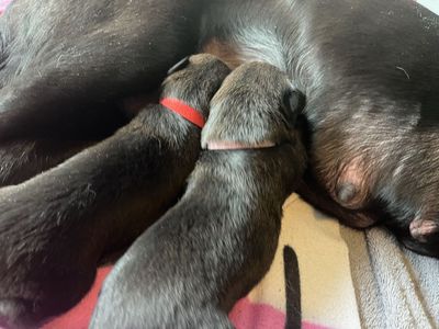 Belgian Malinois Shepherd