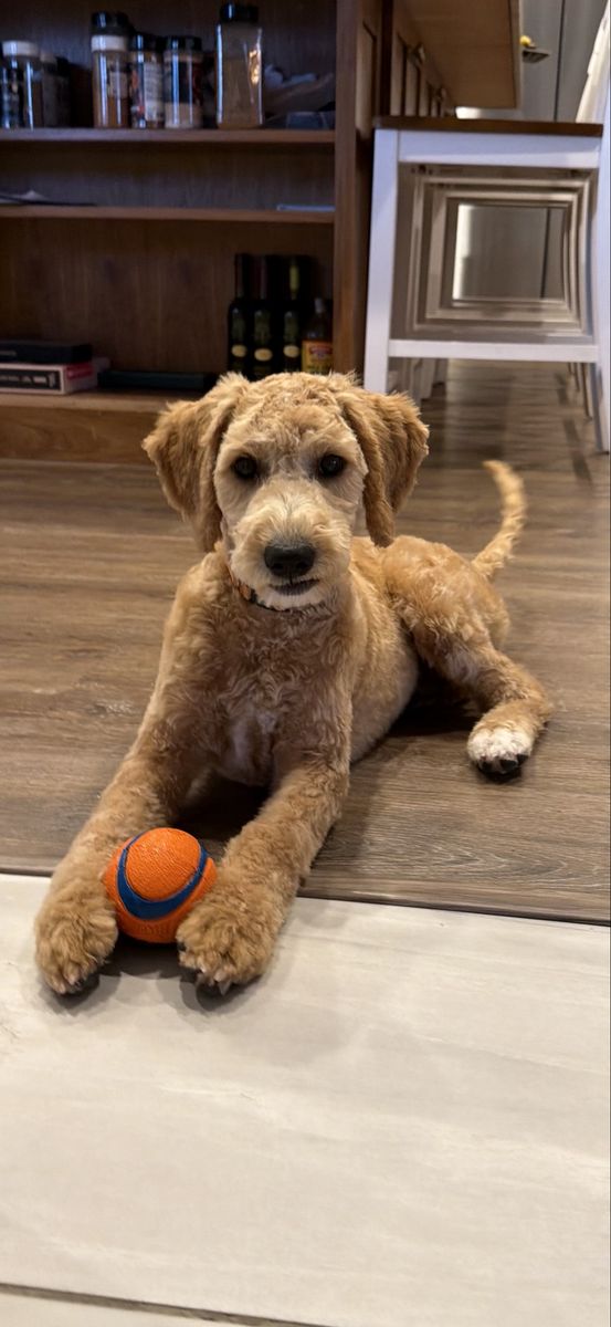 Goldendoodle Puppies - Friendly & Playful Pups