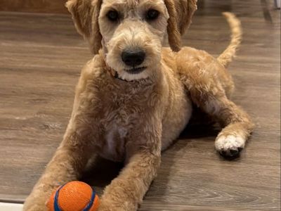 Goldendoodle Puppies - Friendly & Playful Pups