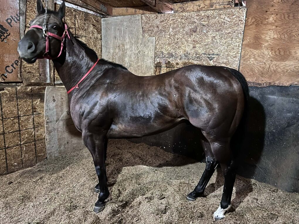 8 Year Old  Brown Gelding