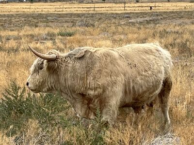 Four year-old Highlander bull