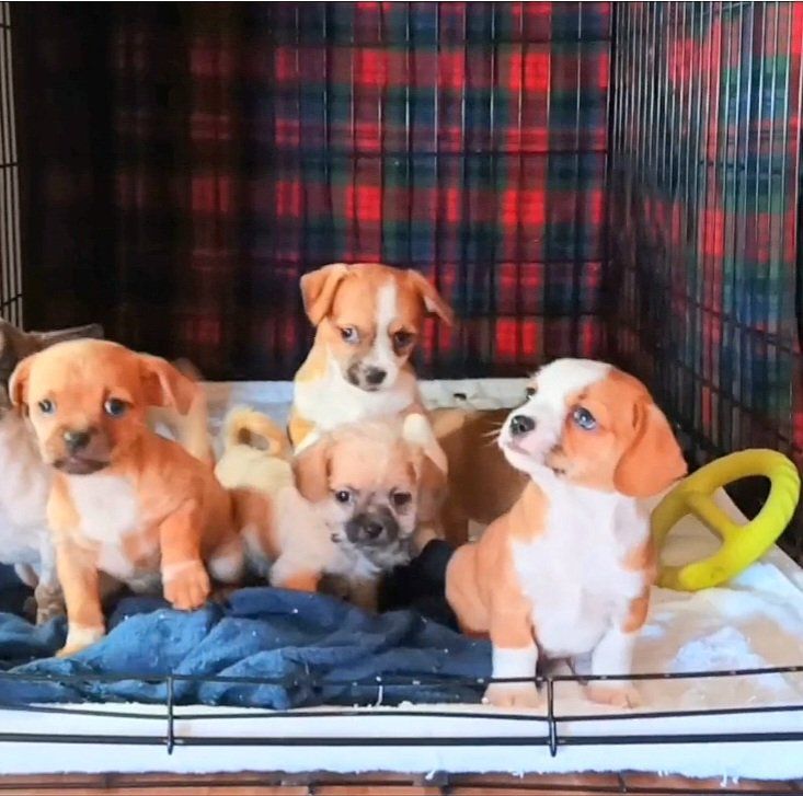 (5) Cutest Tiny/ Chubby Chihuahua/ Shih Tzu Mix Puppies.