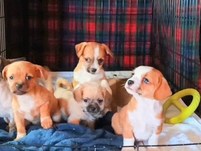 (5) Cutest Tiny/ Chubby Chihuahua/ Shih Tzu Mix Puppies.