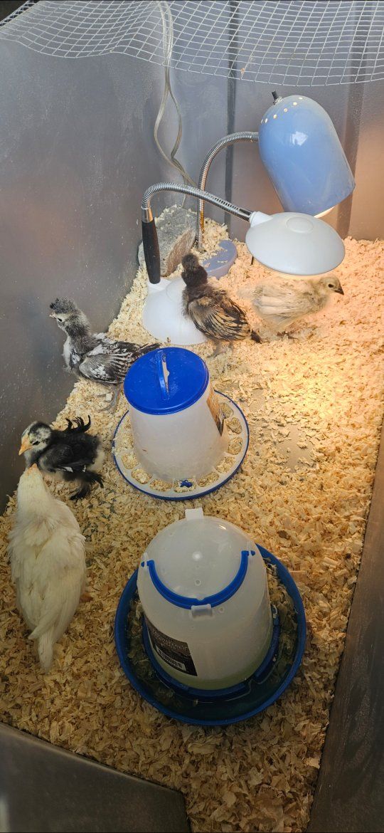 5 Chicks (4-5 Weeks old) For Sale