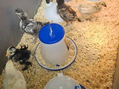 5 Chicks (4-5 Weeks old) For Sale
