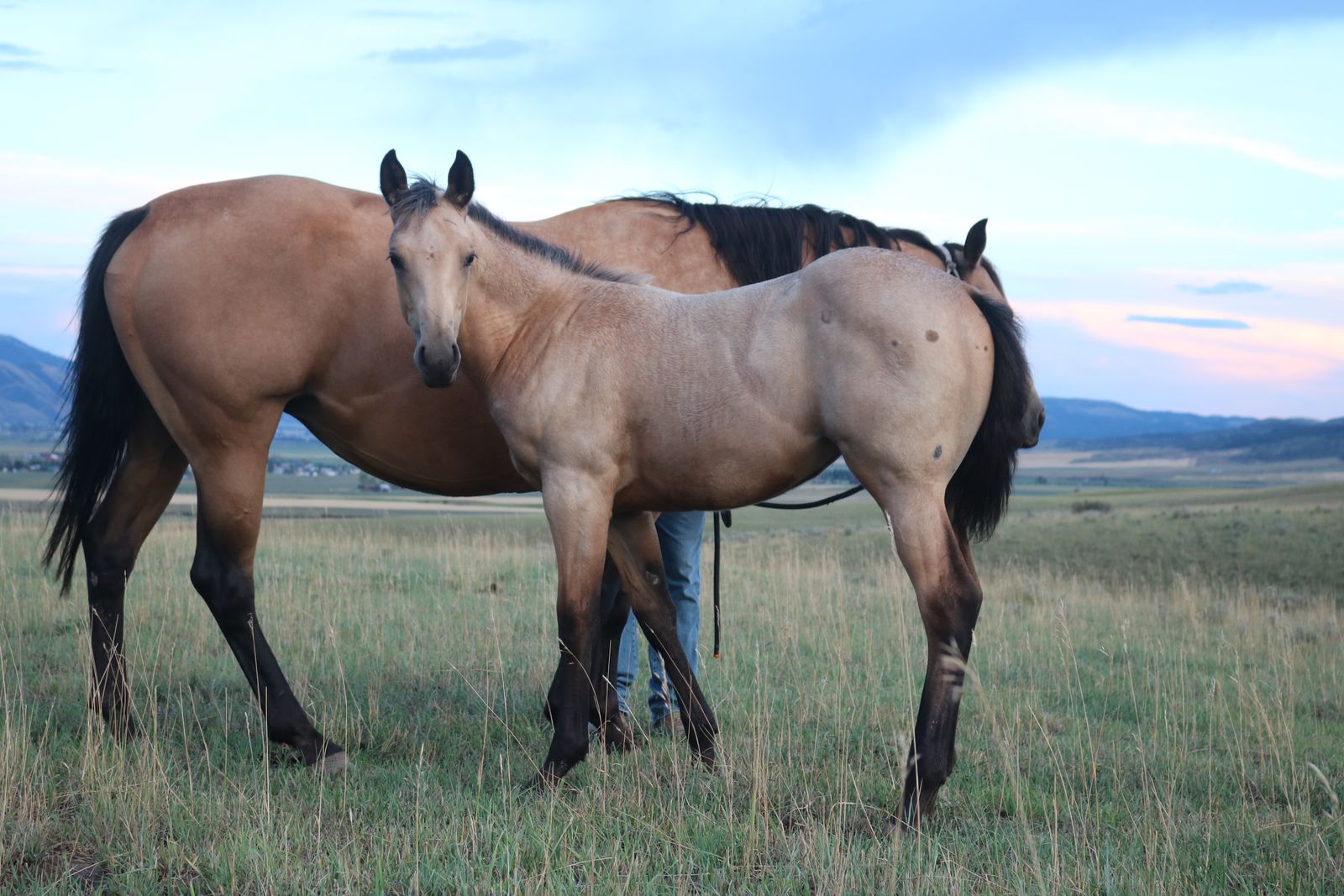 1/4 Draft Buckskin Filly