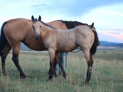 1/4 Draft Buckskin Filly