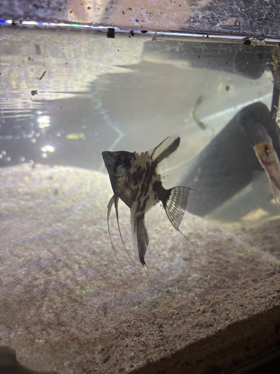 Angelfish