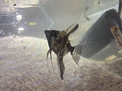 Angelfish