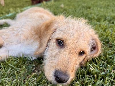 Doodle Puppy