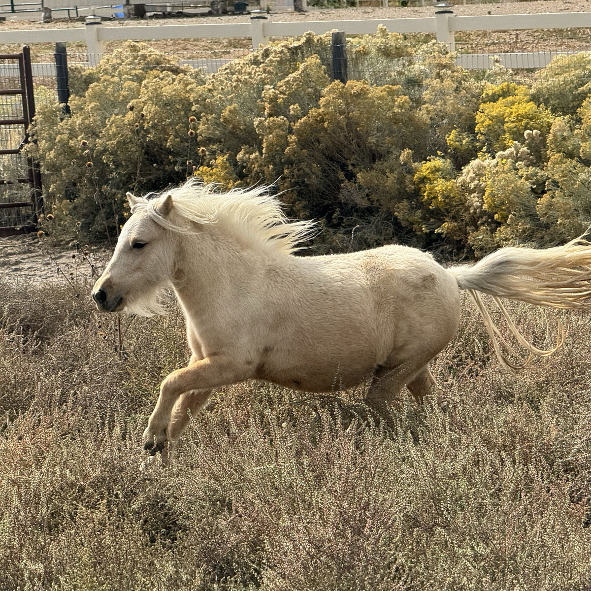 Mini Palomino Mare