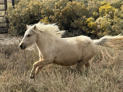 Mini Palomino Mare