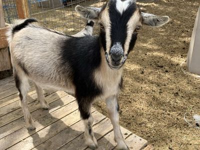 3 Nigerian dwarf goats