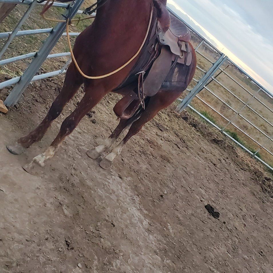 2023 Gelding  - Offer