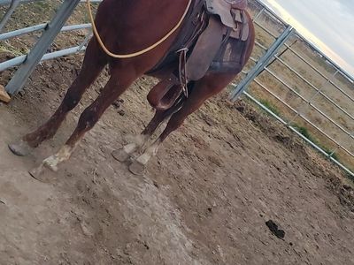 2023 Gelding - Offer