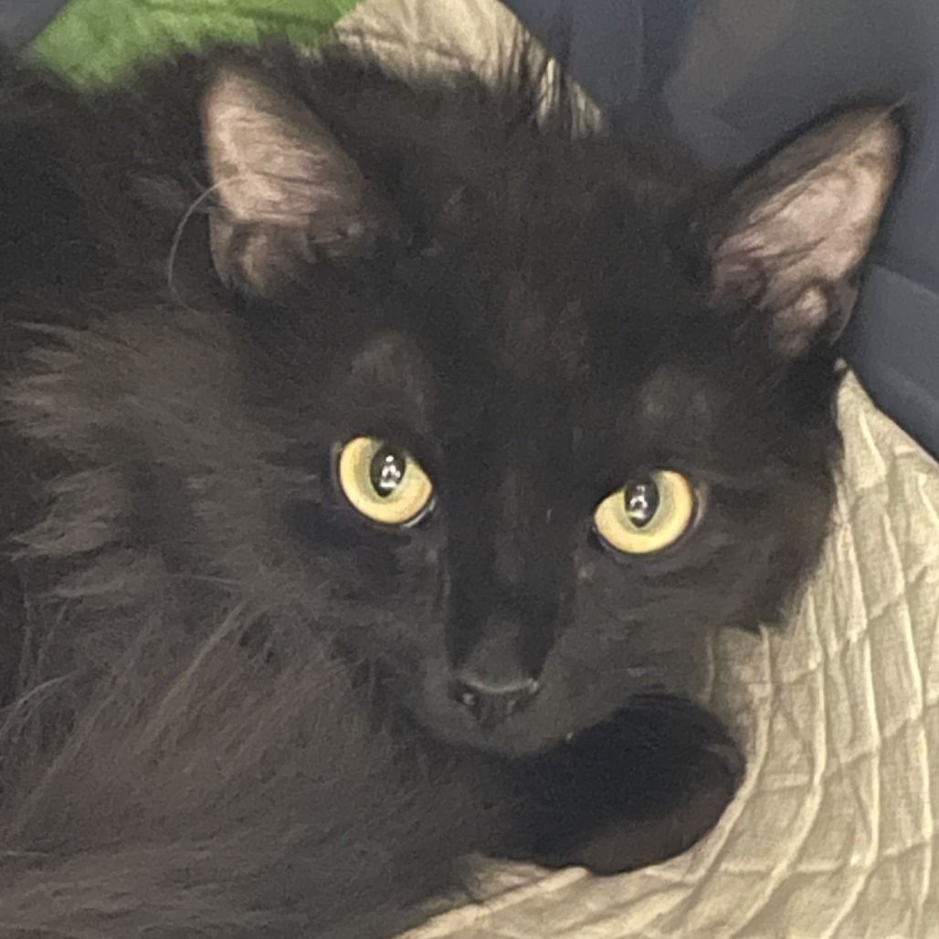 Hello my name is Camelot