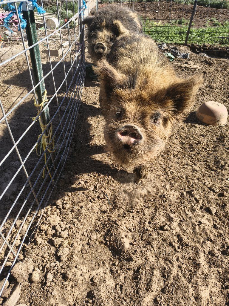 Proven Kune Kune boar for sale or Trade 2 years old