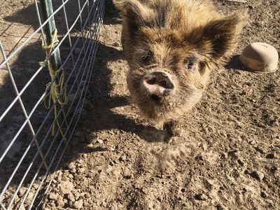 Proven Kune Kune boar for sale or Trade 2 years old