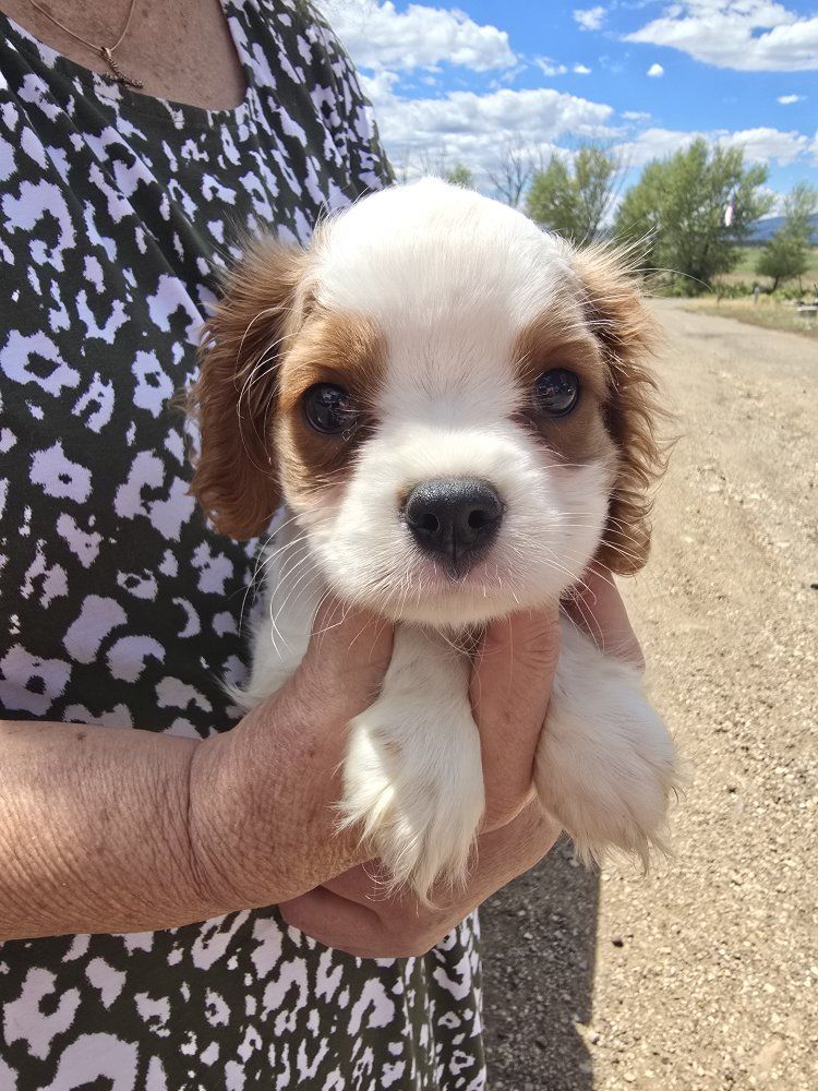 Cavalier pup
